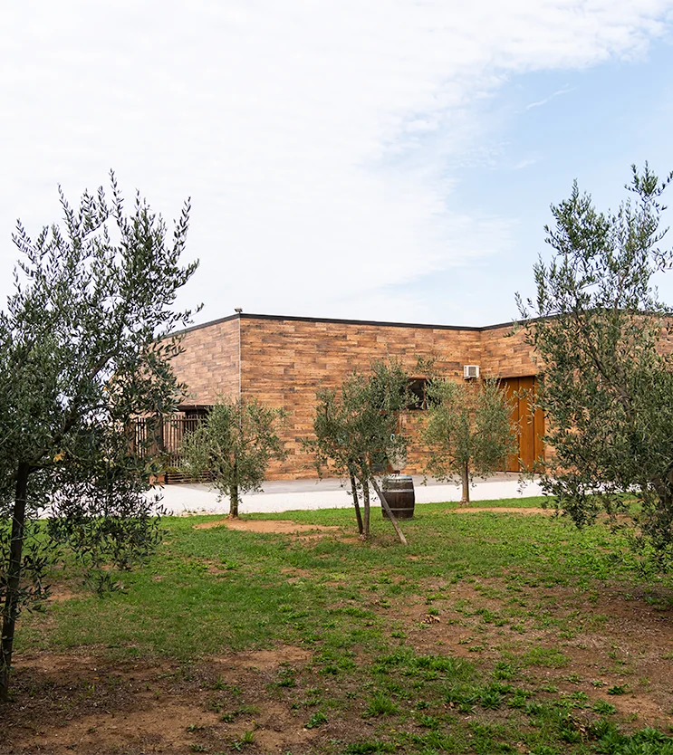 The Villanoviana winery building surrounded by olive trees