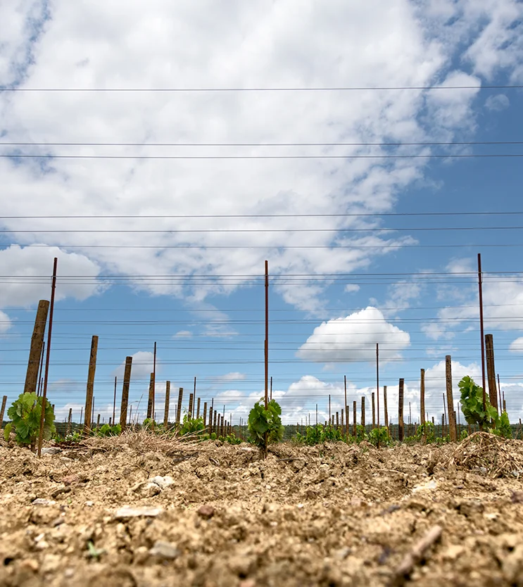 Young vines and trellis wires above stony vineyard soil in Bolgheri