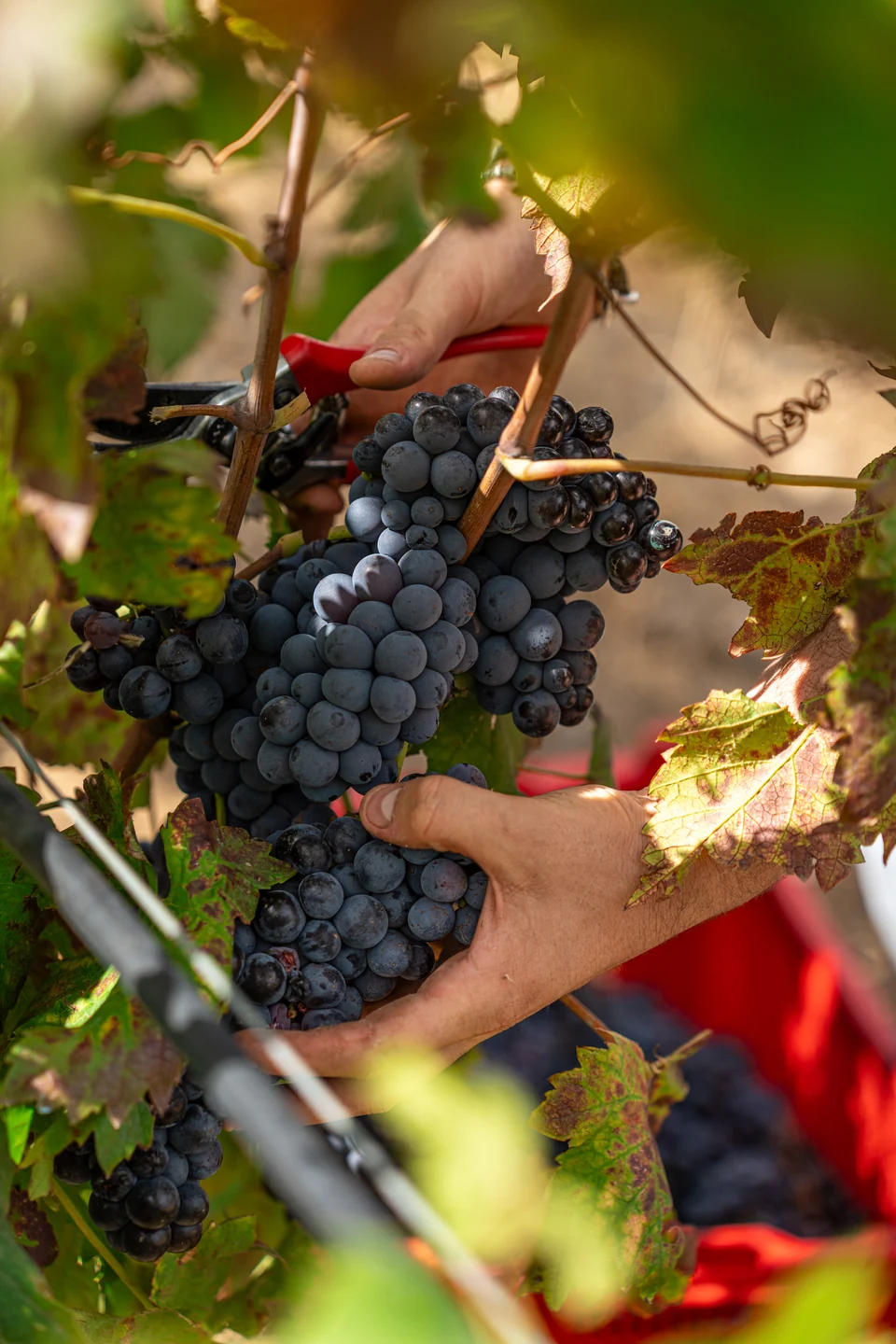 Mani durante la vendemmia nei vigneti Neri sull’Etna
