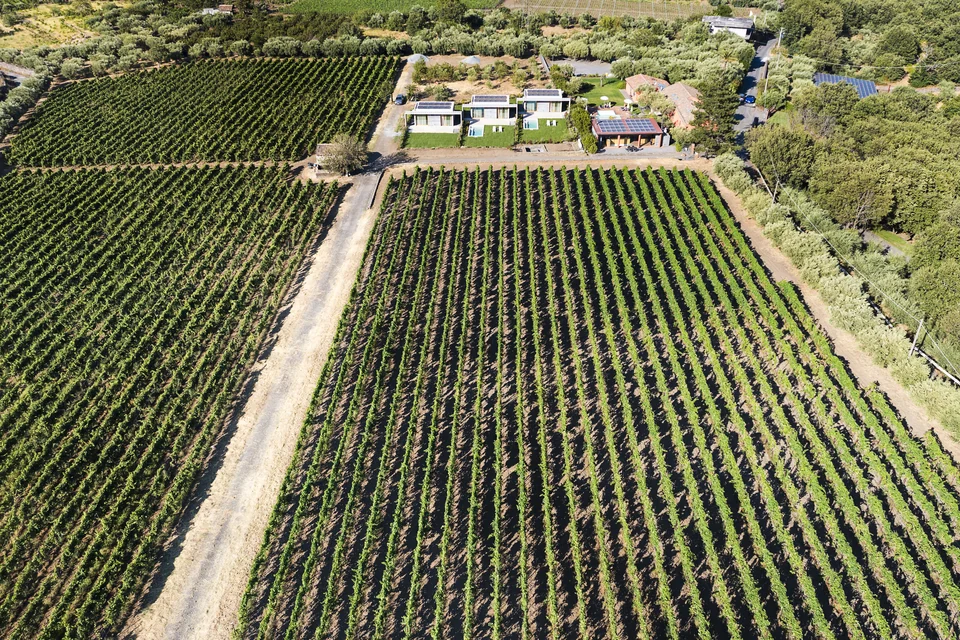 Vineyard rows and the estate at Neri on Etna